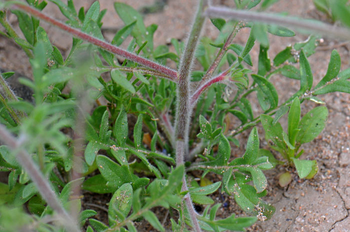 Gilia sinuata, Rosy Gilia